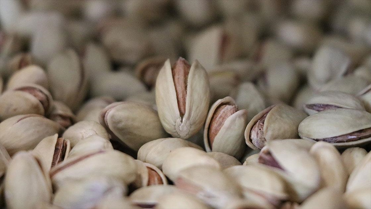 Devletin Desteğiyle Kurulan Tesiste 2 Bin Ton Siirt Fıstığı İşleniyor