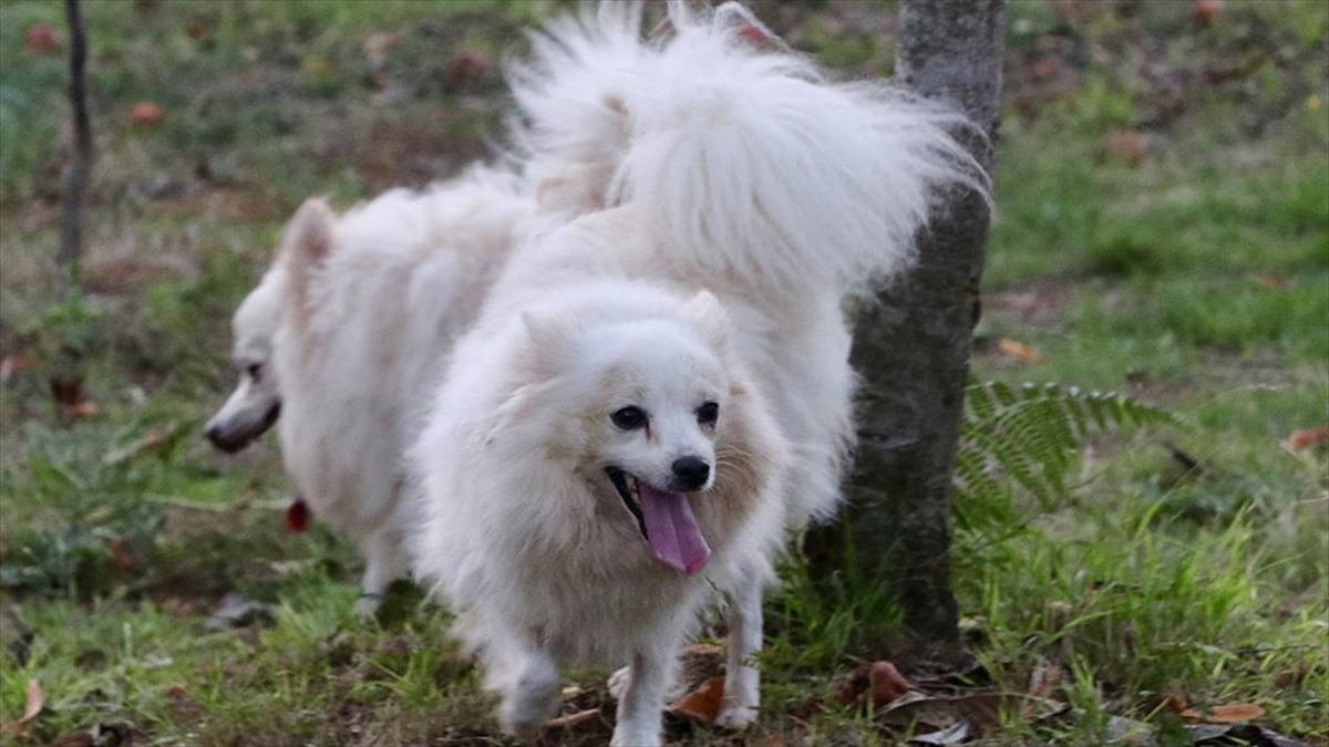 Trabzon'a Özgü 'zerdava' Ve 'tonya Finosu' Irklarının Gen Haritası Çıkarılıyor