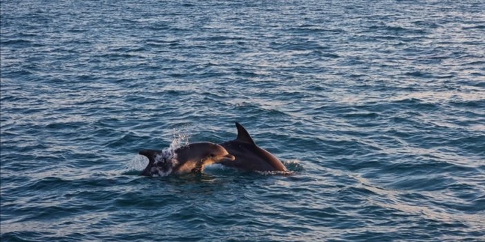 Rusya-ukrayna Savaşının Başlangıcından Bu Yana Karadeniz’de 700 Yunus Öldü