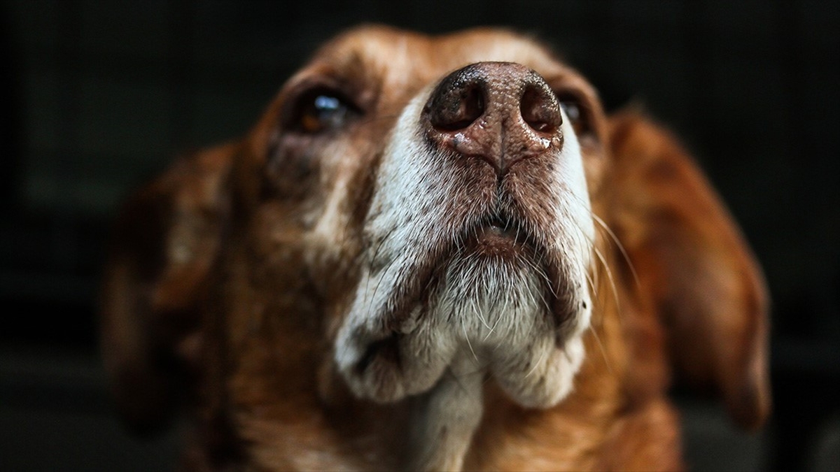 'Kuduz Şüphesi Gördüğünüz Hayvana Müdahale Etmeyin' Uyarısı