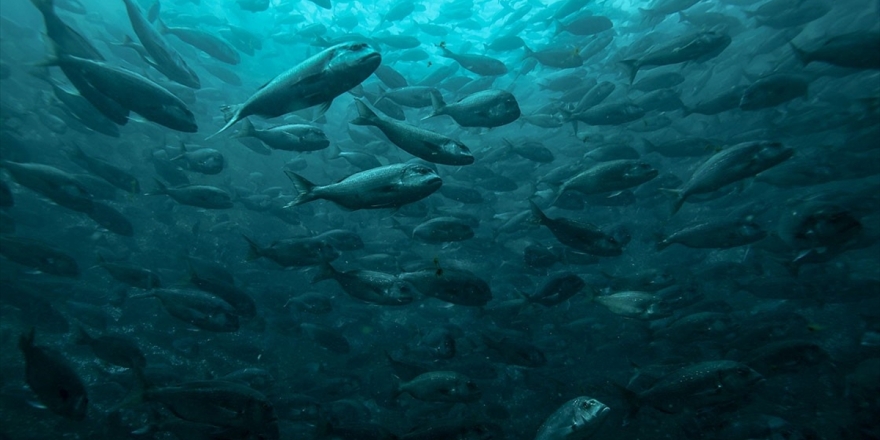 Su Ürünleri Yetiştiriciliğinde Bir İlk