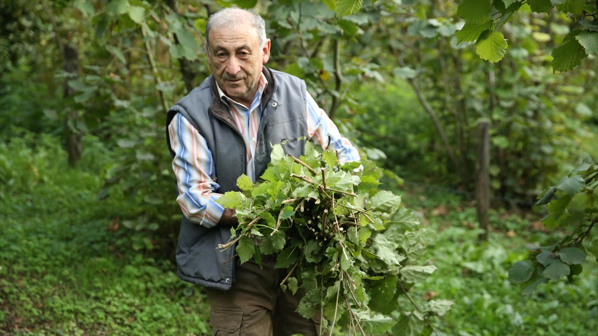 Ordulu Fındık Üreticileri, E-devlet'ten Yapılan Çks Kayıtlarından Memnun