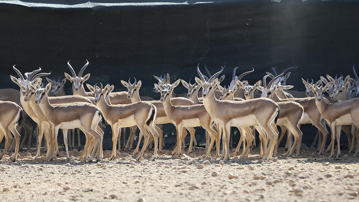 Şanlıurfa'da Türkülere Konu Olan Ceylanlar Özenle Büyütülüyor