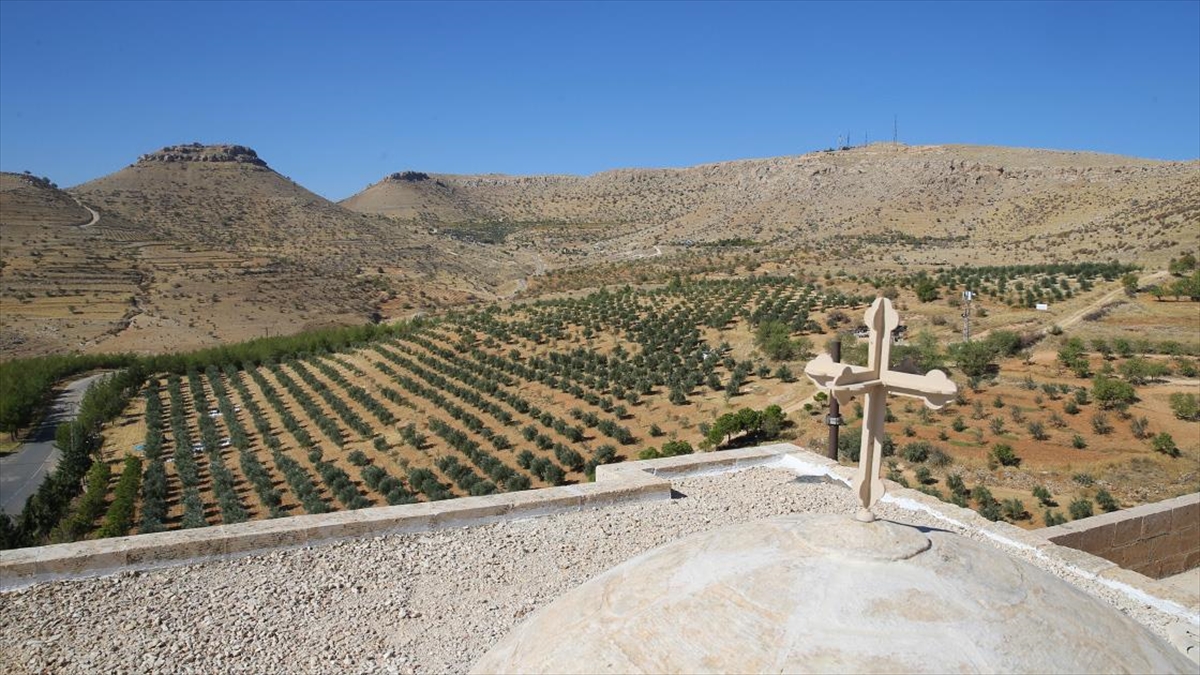 Mardin'de Asırlık Zeytinlerin Geni, Tarihi Manastırın Bahçesinde Korunuyor