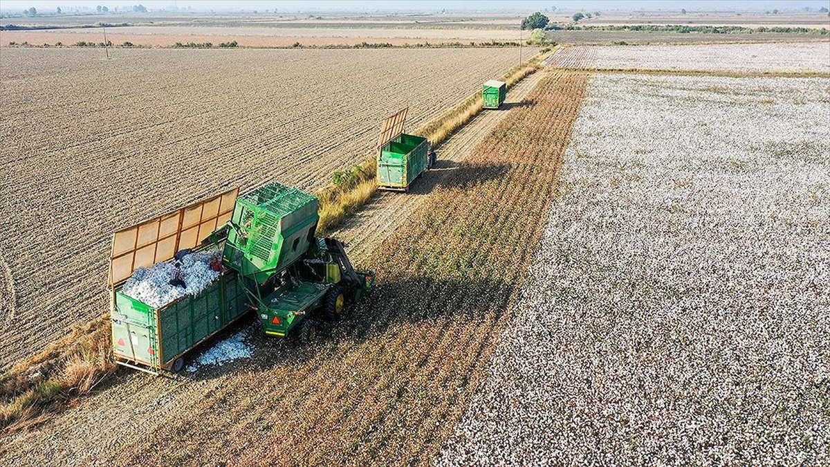 Ekim Alanı Artan Pamuğun Hasadında Sona Gelindi