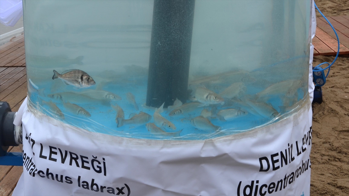 İzmit Körfezi'ne 6 Bin Çipura, Levrek Ve Kalkan Yavrusu Bırakıldı