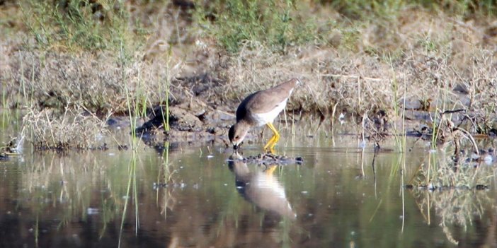 Iğdır'da Ak Kuyruklu Kızkuşu İlk Defa Kayıt Altına Alındı