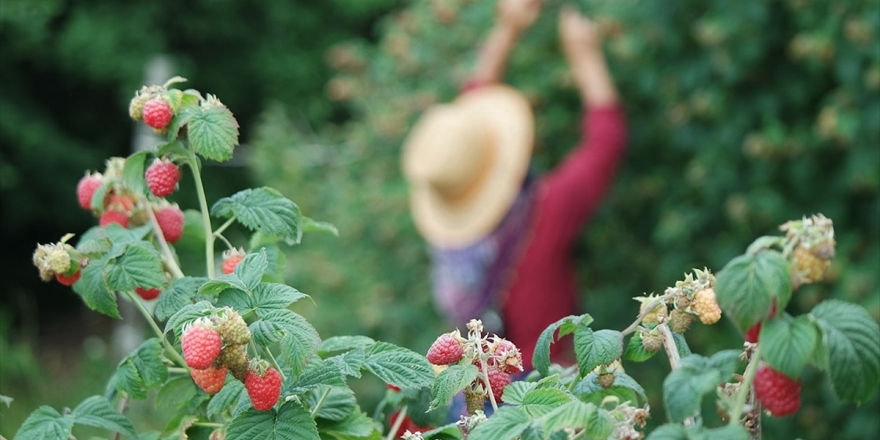 'Ahududu Üretim Merkezi'nde Beklenti Yüksek
