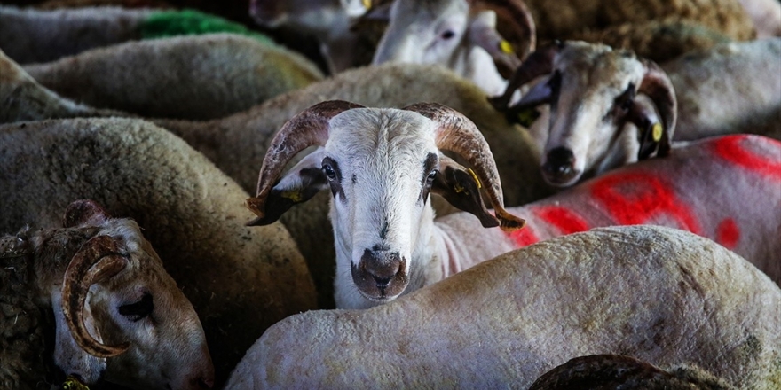 Vekalet Yoluyla Kurban Kesim Bedelleri Belirlendi
