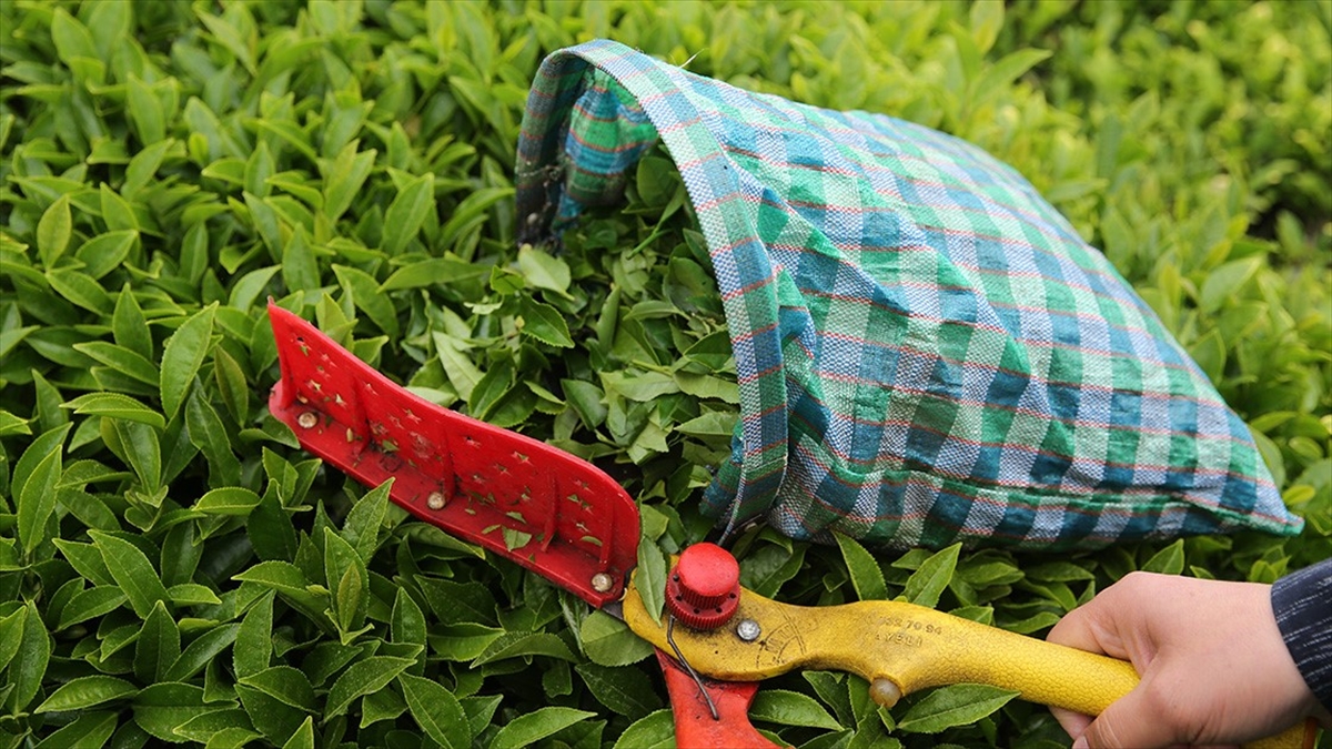 Türk Çayı İhracatı 10 Ayda 18 Milyon Doları Aştı