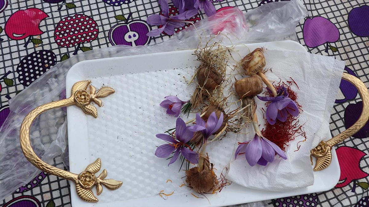 Isparta'da Gül, Lavanta Ve Elmanın Yanında Safranın Da Yaygınlaşması Hedefleniyor