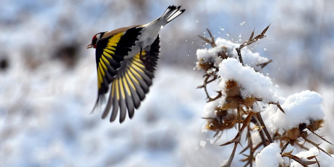 Kars'ın Sarıkamış İlçesi Beyaza Büründü