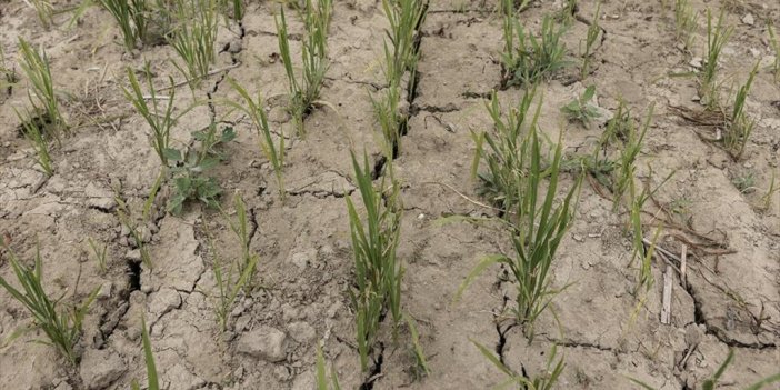 İtalya'da Bu Yıl Şiddetli Geçen Kuraklığın Etkileri Tarım Sektöründe Sürüyor