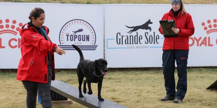 İzmir'deki Sınavda Arama Köpeği Adayları Zorlu Parkurda Yeteneklerini Gösterdi