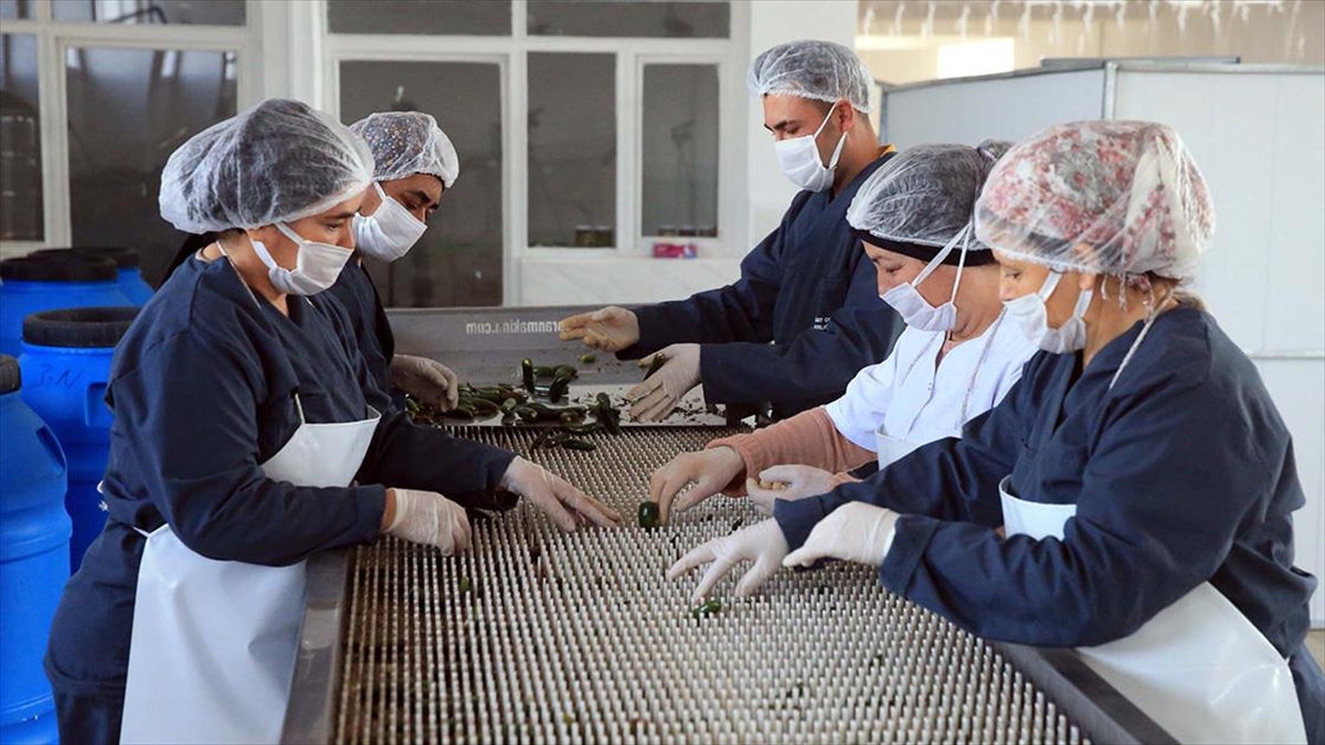 Ziraat Odasının Devlet Desteğiyle Kurduğu Fabrikayla Üreticinin Ürünü Tarlada Kalmayacak