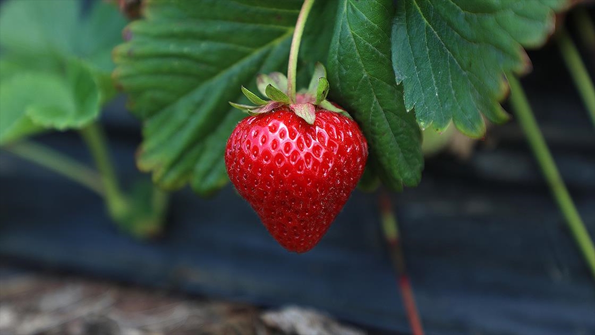 Sakarya'da Bu Yıl Belediye Tesisindeki Çilek Üretimi 30 Tona Yükseldi