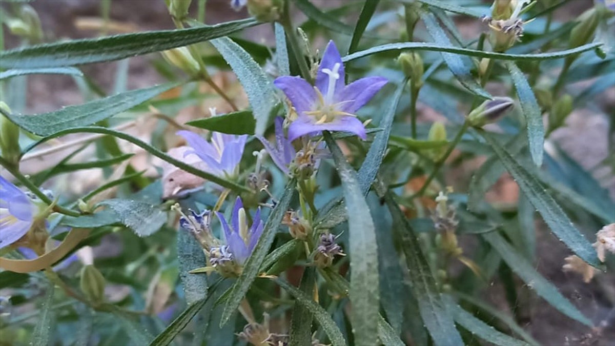 Adıyaman'da Çançiçeğigillere Ait Yeni Bir Bitki Türü Keşfedildi