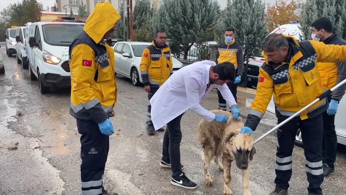Adıyaman'da Karantinaya Alınan Mahallelerde Kuduz Aşısı Çalışmaları Sürüyor