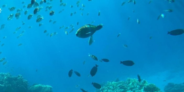 Şarm El Şeyh'te Yarı Deniz Altılar Dalışa Alternatif Bir Seçenek Oluyor