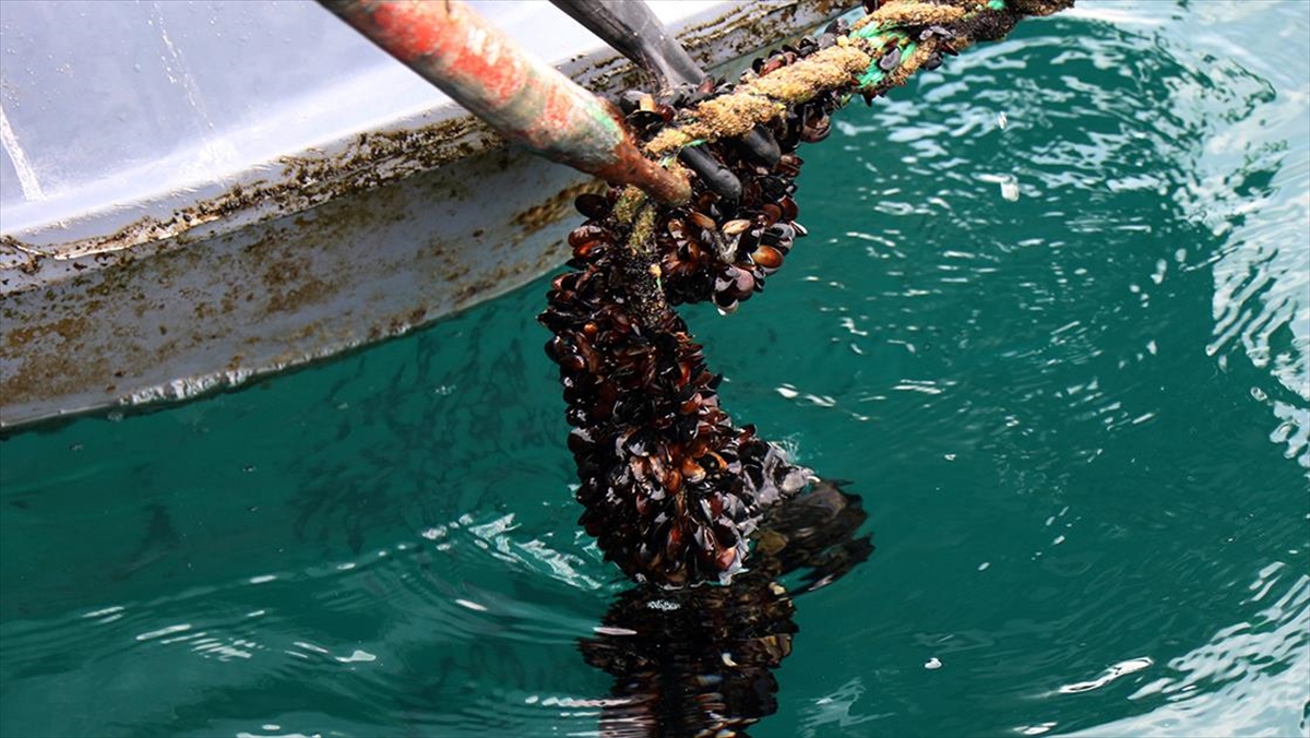 Sinop'taki Midye Tesislerinde Yıllık 5 Bin Ton Dolayında Üretim Hedefleniyor