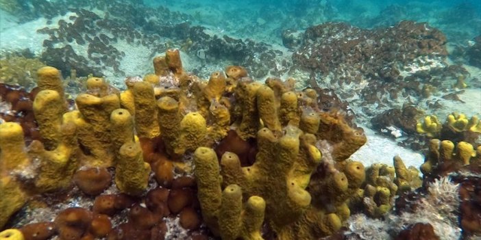 İstanbul Üniversitesi, Karaburun Ildır Körfezi'nde Denizel Biyoçeşitliliği Araştırıyor