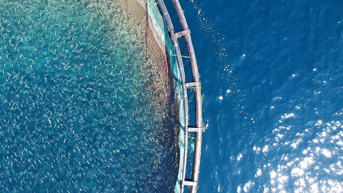 Su Ürünleri Desteklemesi İçin Üreticiler 23 Aralık'a Kadar Başvuru Yapabilecek