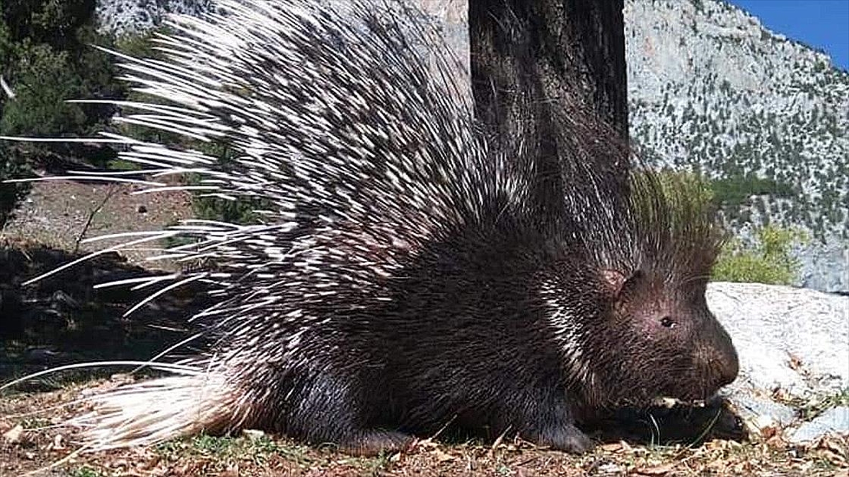 Aladağlar Milli Parkı'nda Oklu Kirpi Görüntülendi