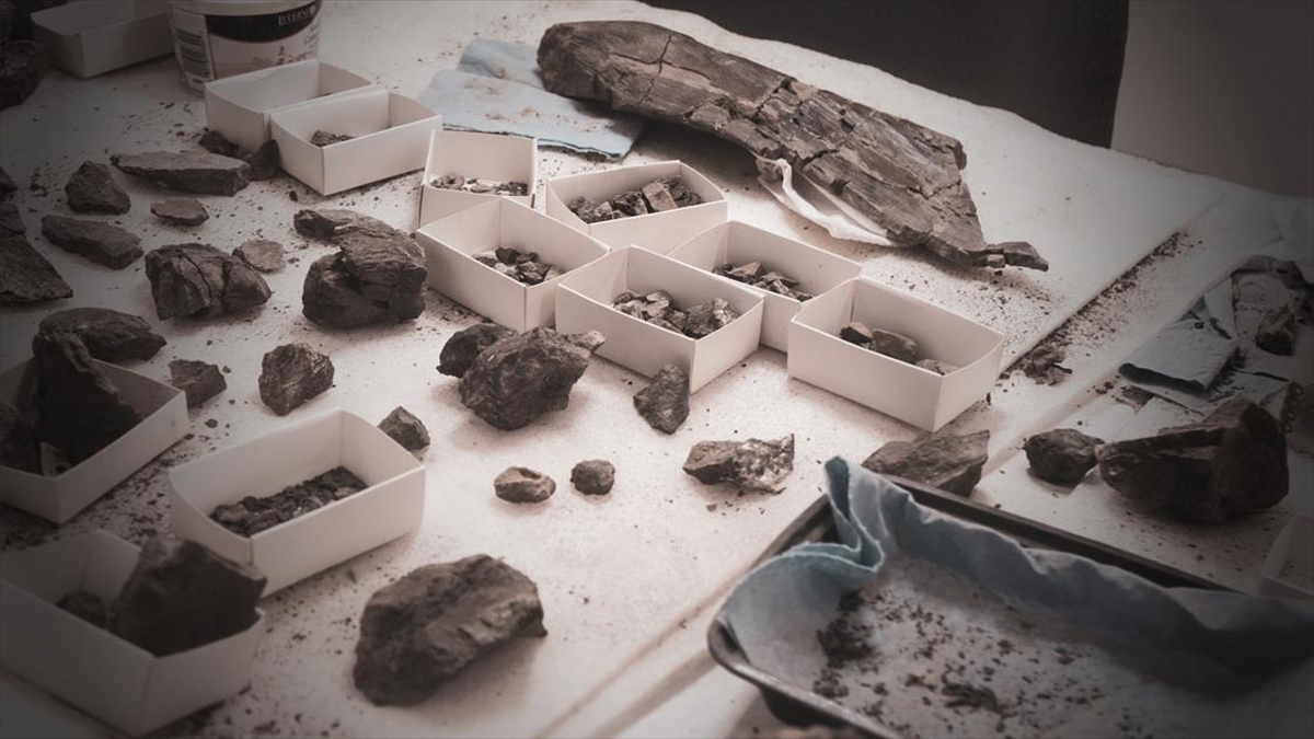 Moğolistan'da Bulunan Fosil, "Yeni Bir Yırtıcı Ve Dalıcı Dinozor" Türüne Ait