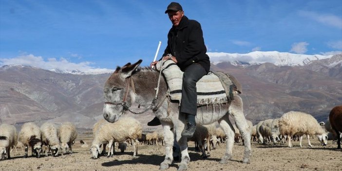 Erzincanlı Çoban, Sürüsünün Peşinde Yarım Asır Geçirdi