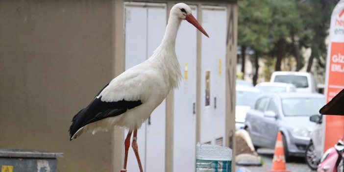"leylek Yaşar" Havaların Soğumasına Karşın Tekirdağ'ı Terk Etmedi