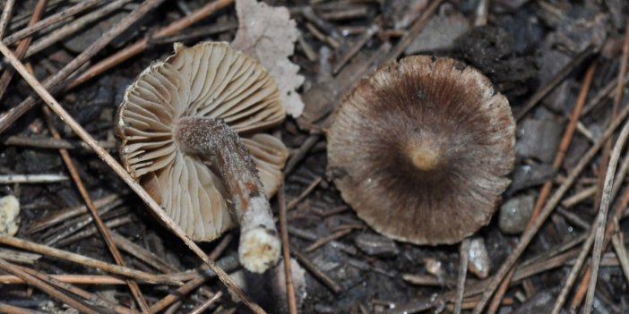 Bu Mantar Dünyada Sadece Kuşadası'nda Yetişiyor