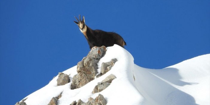 Çengel Boynuzlu Dağ Keçileri Munzur Dağları'nda Görüntülendi