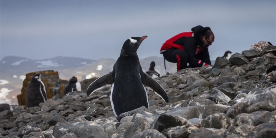 Antarktika'dan Toplanan Örneklerden Yeni Bakteri Keşfedildi
