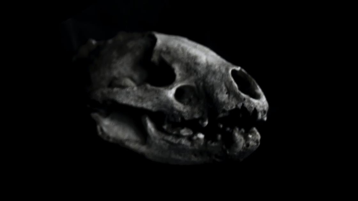 Abd'nin Mississippi Nehri'nde Buzul Çağına Ait İki Nadir Fosil Keşfedildi