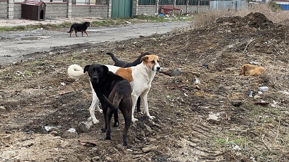 Mazlumder "Sahipsiz Başıboş Köpeklere" İlişkin Rapor Hazırladı
