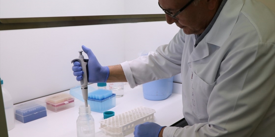 Patatesin Dna'sı İncelenerek Hastalıklara Dayanıklı Çeşitler Geliştiriliyor