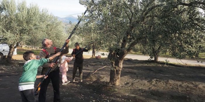 Edremit'te Hasada Katılan 150 Öğrenci Zeytinin Dalından Sofraya Yolculuğuna Tanıklık Etti