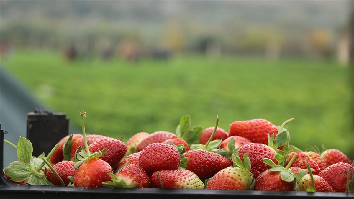 Bayırbucak Türkmeni Solak, Hatay'da Edindiği Deneyimle İdlib'in İlk Çilek Yetiştiricisi Oldu