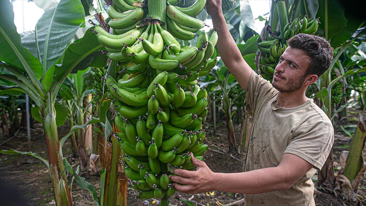 Amik Ovası Her Mevsim Tarım İşçilerine Ekmek Kapısı Oluyor