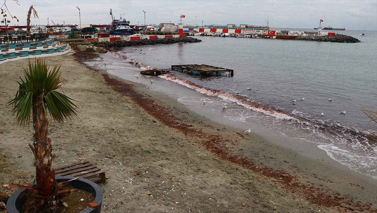 Tekirdağ'da Lodos Nedeniyle Sahilde Kırmızı Yosun Birikti