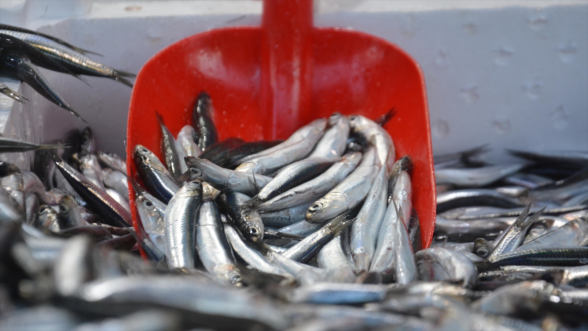 Batı Karadeniz'de Hamsi Tezgahların Gözdesi Oldu