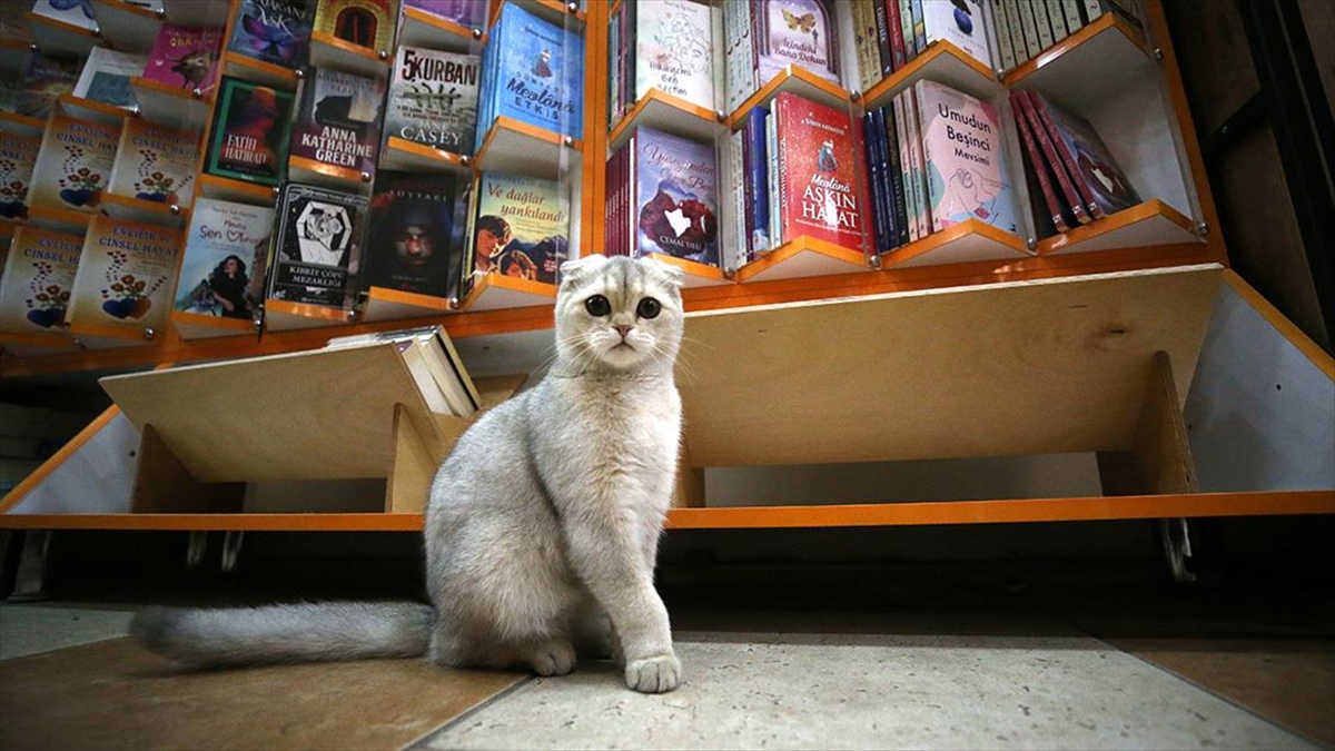 Düzce'deki Depremde Kaybolduktan Sonra Kavuştuğu Kedisini Yanından Ayırmıyor