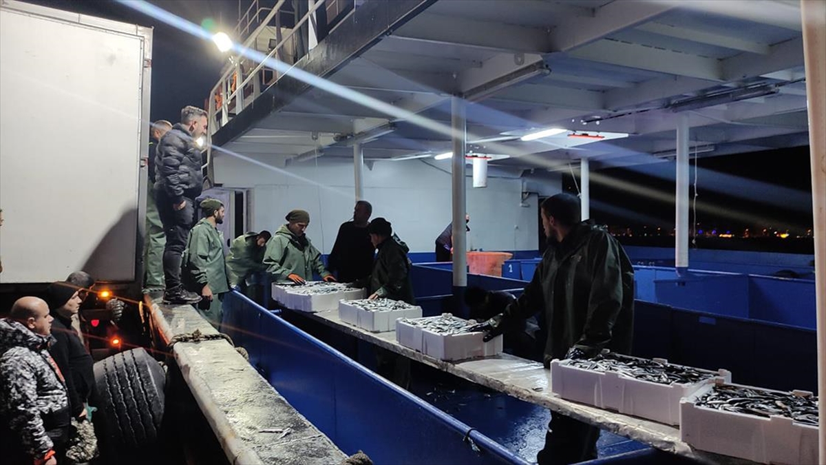 Kastamonu'da Balıkçılar Limana Kasalar Dolusu Hamsiyle Döndü