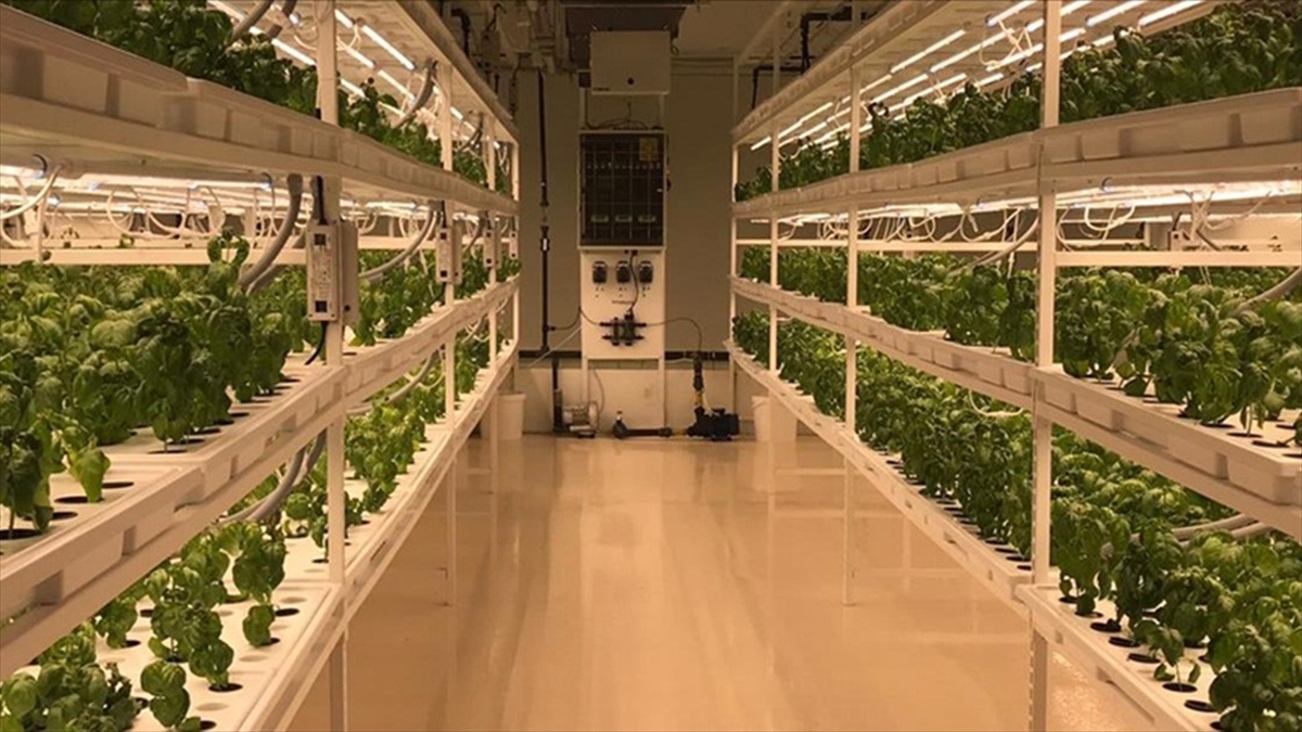 Yerin 30 Metre Altında Yüzde 95 Su Tasarrufuyla Sebze Yetiştiriyorlar