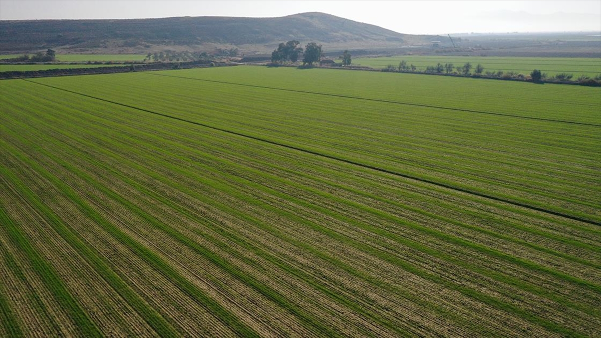 Ege'de Çiftçinin Kuraklık Endişesi Yağmurla Umuda Döndü
