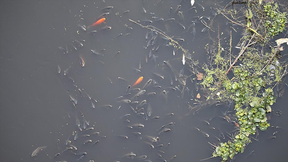 Hatay'da Balık Ölümleri Görülmesi Üzerine İnceleme Başlatıldı