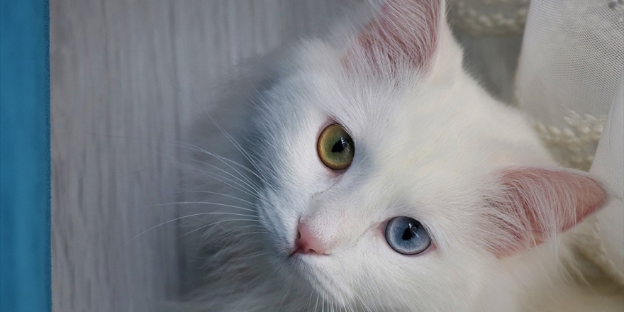 Van Kedileri Sağır Değilmiş