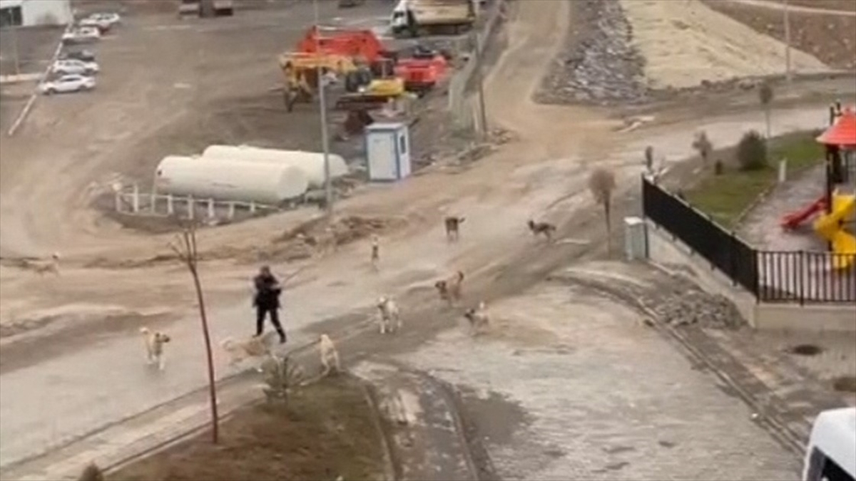 Sahipsiz Köpeklerin Saldırısından Son Anda Kurtuldu