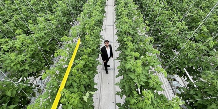 Dedesinin Sıcak Su Bulduğu Ovada Topraksız Domates Yetiştiriyor