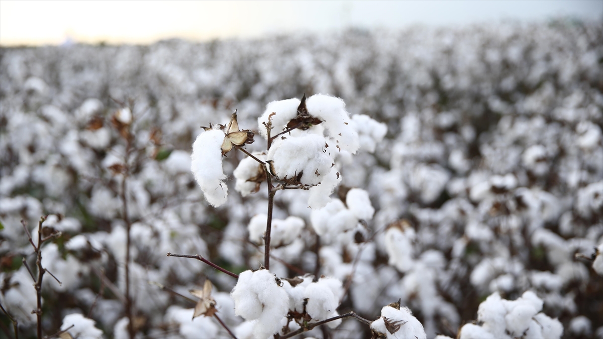 Antbirlik, Kütlü Pamuğun Kilosunu 20 Liradan Alacak